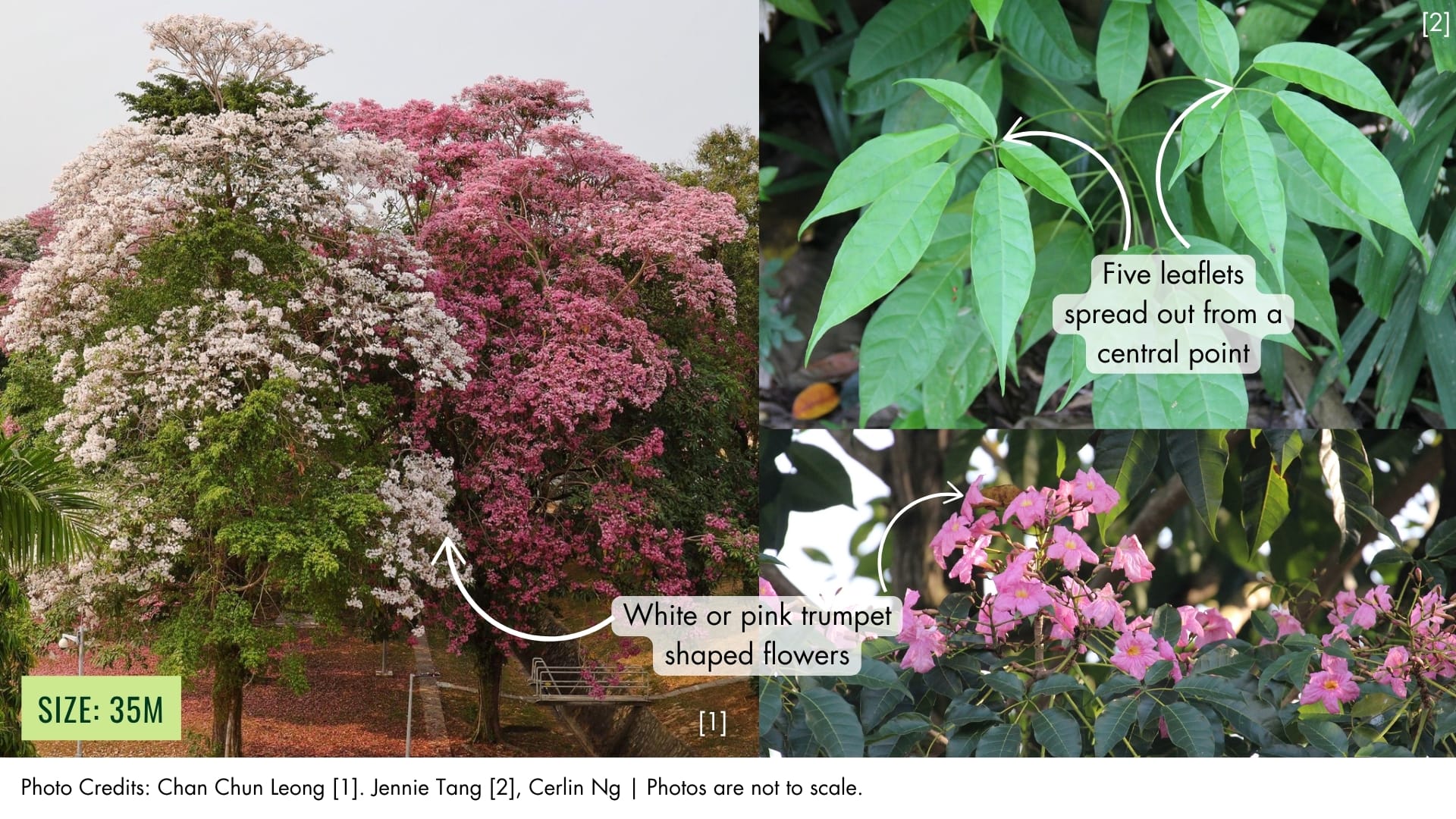 Trumpet Tree